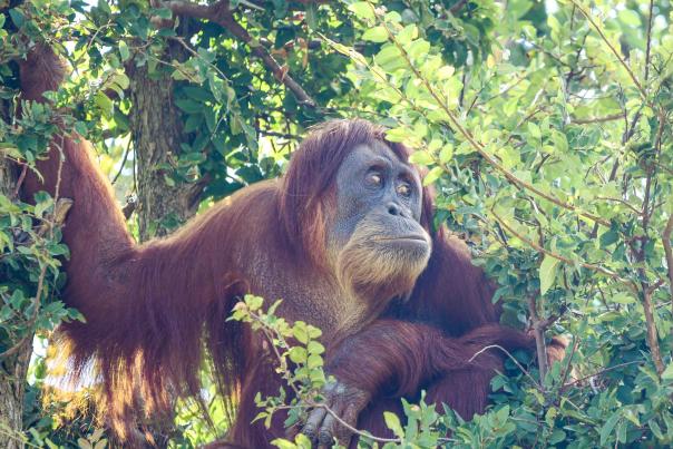 OKC Zoo Gorilla