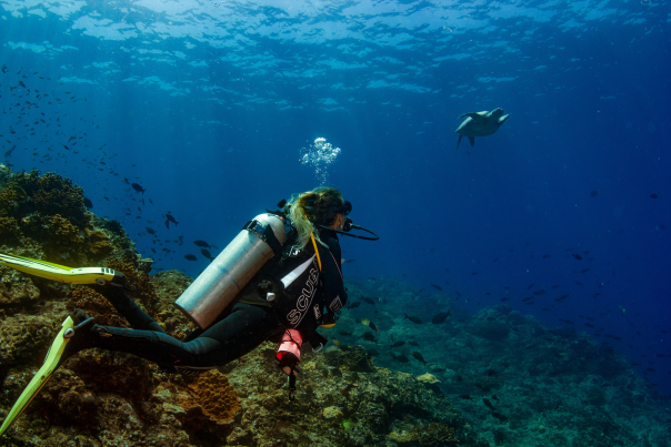 A woman diving near sea turtle at Coiba Island