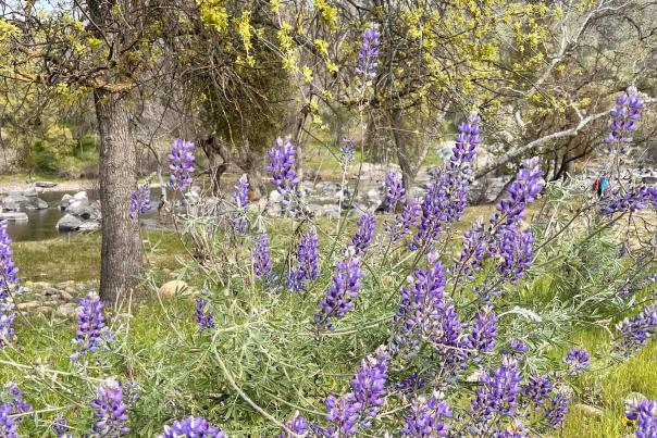 Outside-Spring time by Kings River