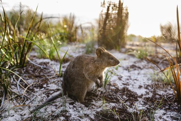 Quokka Rottnest Island