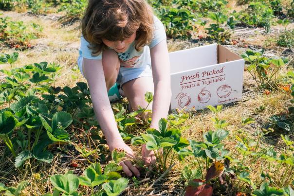 Strawberry Picking