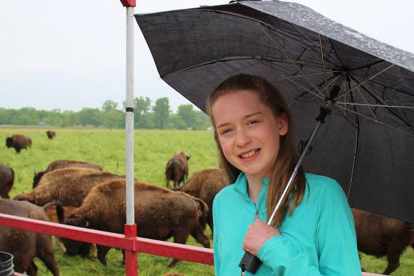 A young girl in a turquoise shirt holds a black umbrella. A bison herd is behind her.