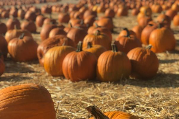Large orange pumpkins in a farmers field