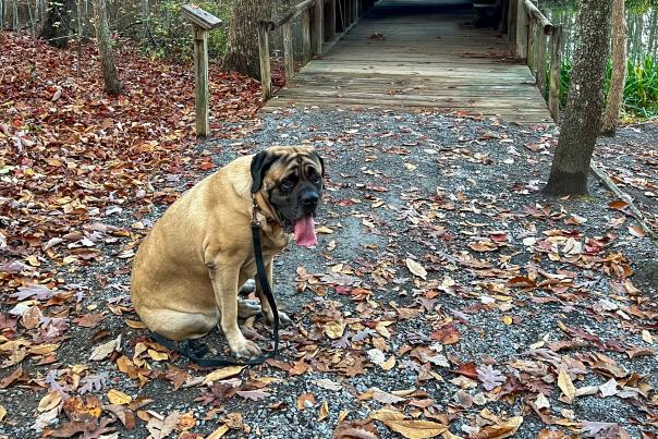 A dog sits among colorful fallen leaves in front of the Cambron Covered Bridge at Green Mountain Nature Trail in Huntsville.