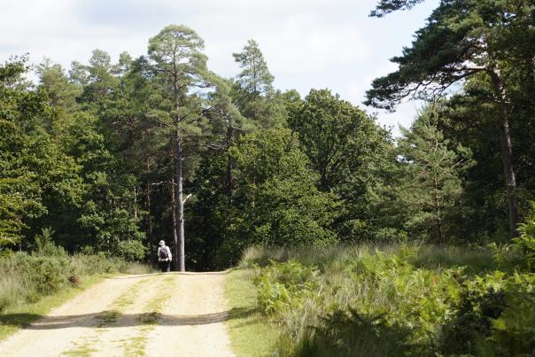 Woman walking in the summer in the New Forest