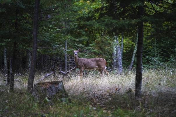 Doe looking at camera in a forest field near Marquette, Michigan