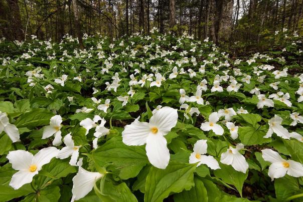 White trillium in bloom on a forest floor in Pictured Rocks