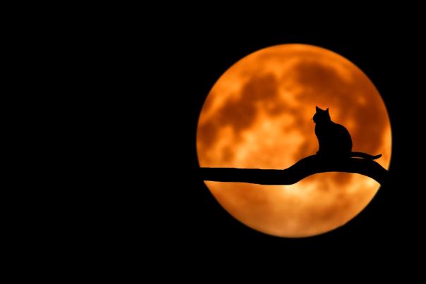 Cat in a Tree with Moon