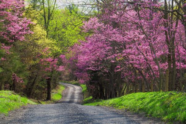 Red buds Scenic Road