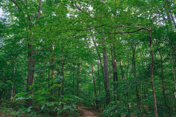 Hiking trail at Hardin Ridge SRA