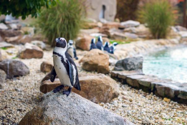 Penguins at Lehigh Valley Zoo in Schnecksville, Pa.