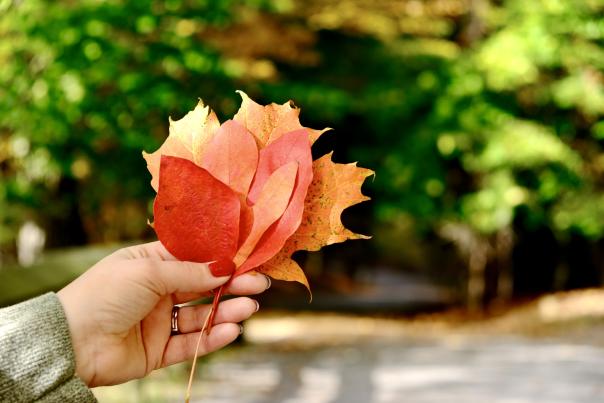 woman's hand holding up a spray of colorful autumn leaves in front of trail
