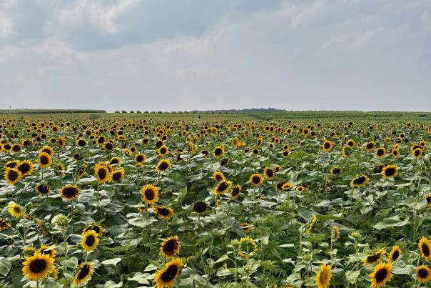 Burnside Sunflower Fields