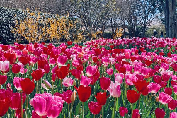 Dallas Blooms Arboretum