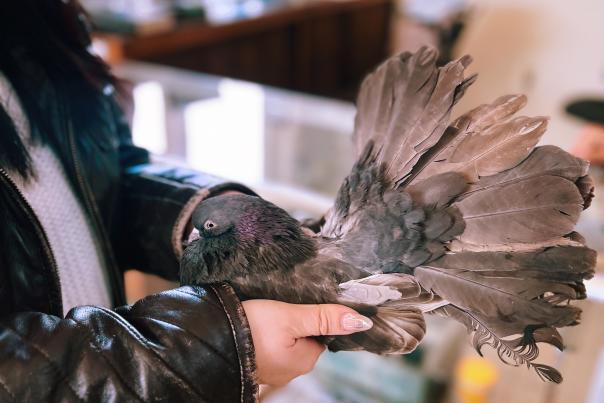 Person holding a pigeon at the American Pigeon Museum and Library in Oklahoma City