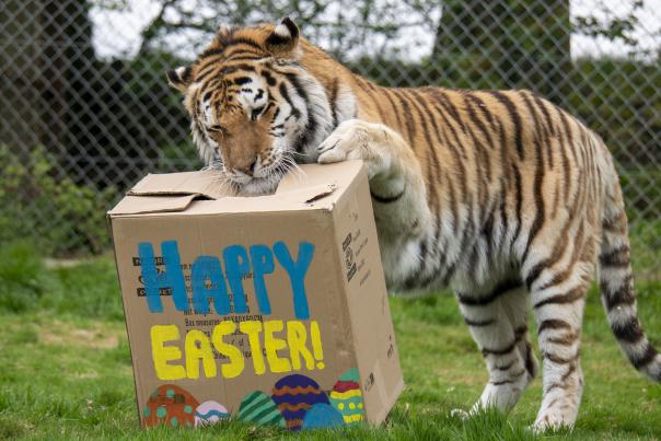 A tiger at Dartmoor Zoo in Devon enjoying an Easter treat