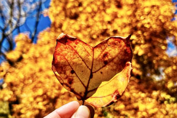 Fall Heart Leaf - UGC