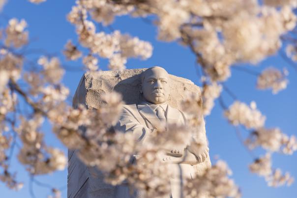Martin Luther King, Jr. Memorial with Cherry Blossoms.