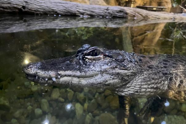 Alligator at Living Shores Aquarium