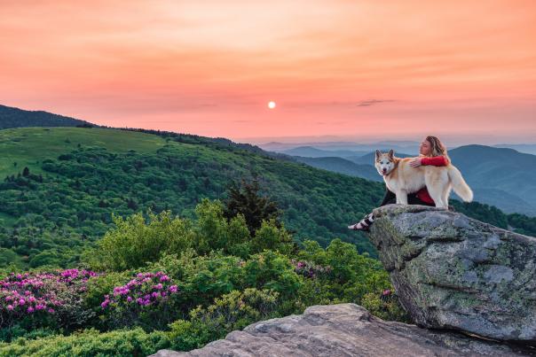 A dog and its person sit on a rock overlooking a colorful mountain sunset, with pink rhododendron in the valley below them.