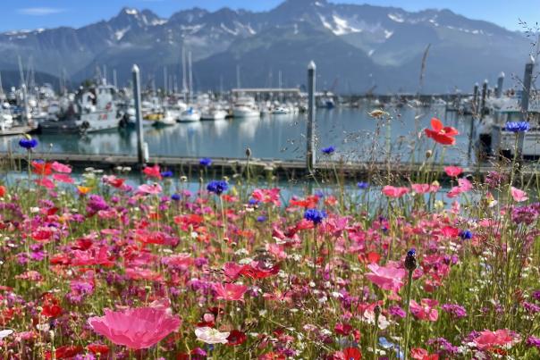 Seward Harbor | Seward Photo Tours