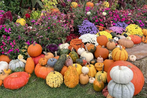 Fall flowers and pumpkins