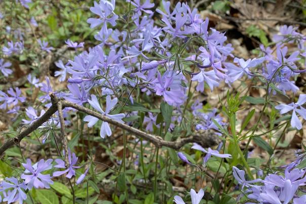 Blue Phlox Flowers