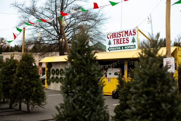 Christmas tree farm with a stand and pine trees