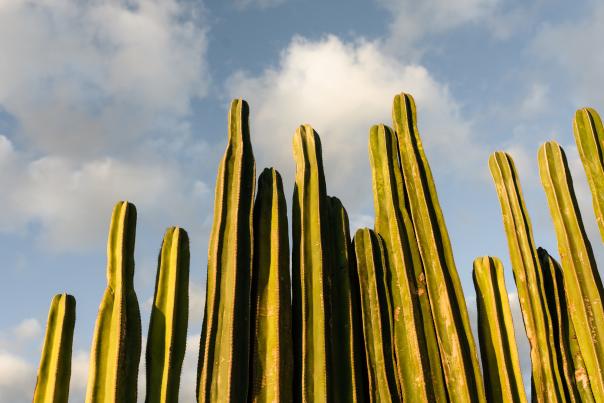fotografía de cactus
