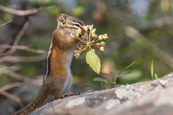 a chipmunk munching on a bunch of tree buds
