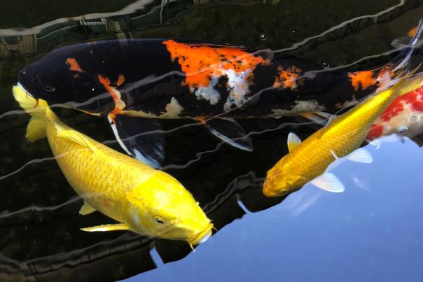 Large Koi fish swimming in the pond at The Koi Garden