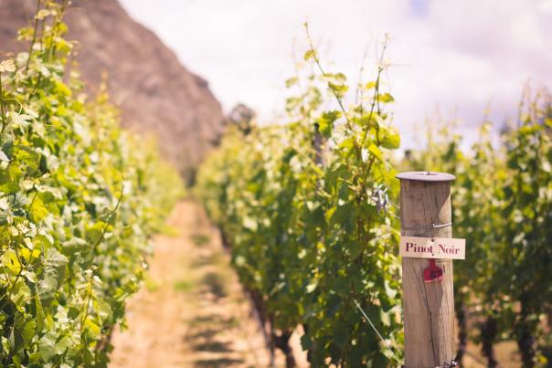 Gibbston Valley Winery