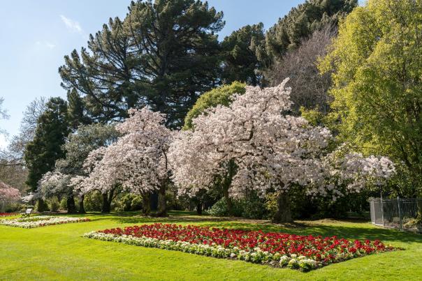 Spring in Queens Park, Invercargill