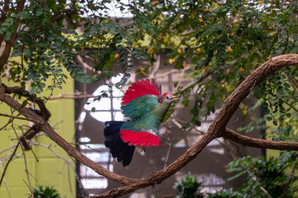 OKC Zoo Bird Conservation
