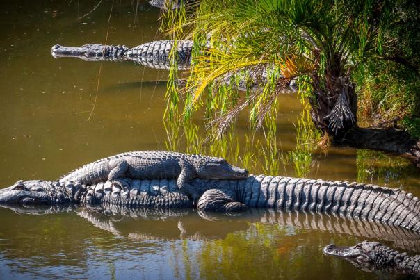 Alligator Adventure