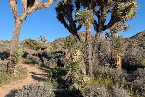 Springtime Joshua Tree National Park