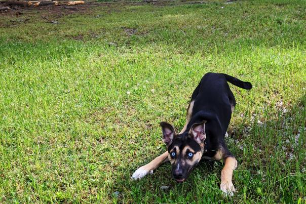 dogpark