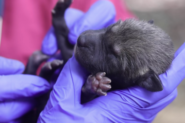 Red Wolf Pup at Knoxville Zoo
