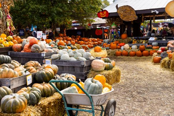 Pumpkin Market- Cox Farm - April Greer - Centreville - Fall