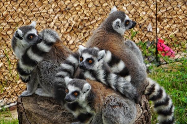 Family of Lemurs