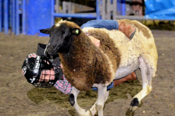 rodeo-corpus-christi-sheep.png