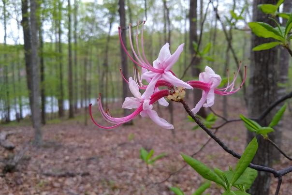 Pinxter Azalea