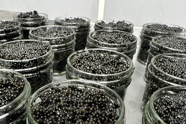 Caviar Jars Paducah Life
