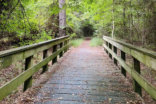 Trees surrounding a wooden bridge at Big Thicket