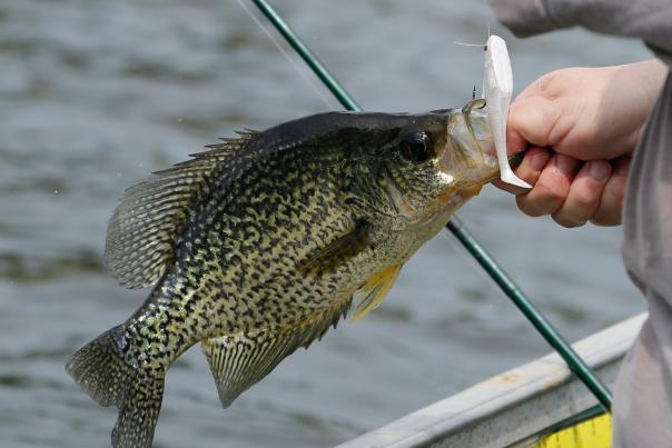 crappie-fishing