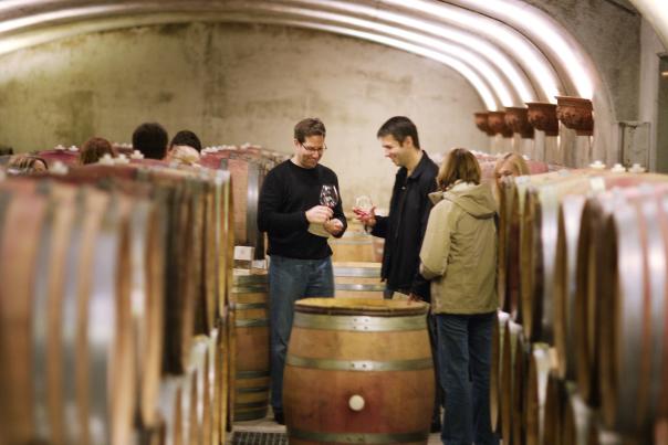 Barrel tasting at Archery Summit during Cellar Season