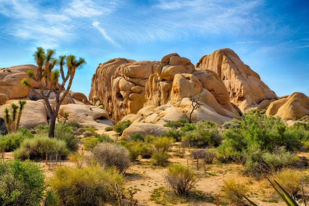 Joshua Tree Rocks and Trees