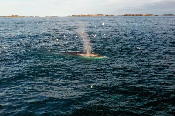 Fin Whale