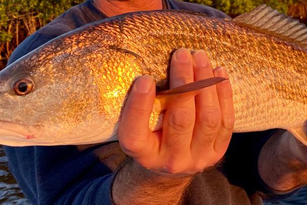 Fishing with King Fisher Fleet, man holding a redfish