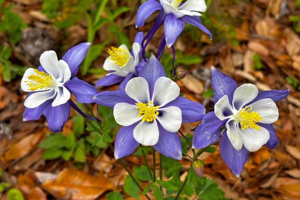 Close-up of purple and white columbine flowers blooming in the native gardens at the Visit The Northshore Visitor Center in Mandeville, Louisiana.